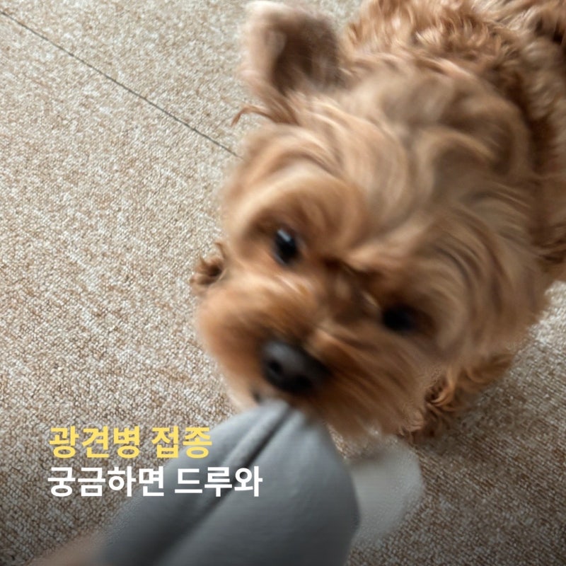 강아지 광견병 예방접종 시기와 주의사항