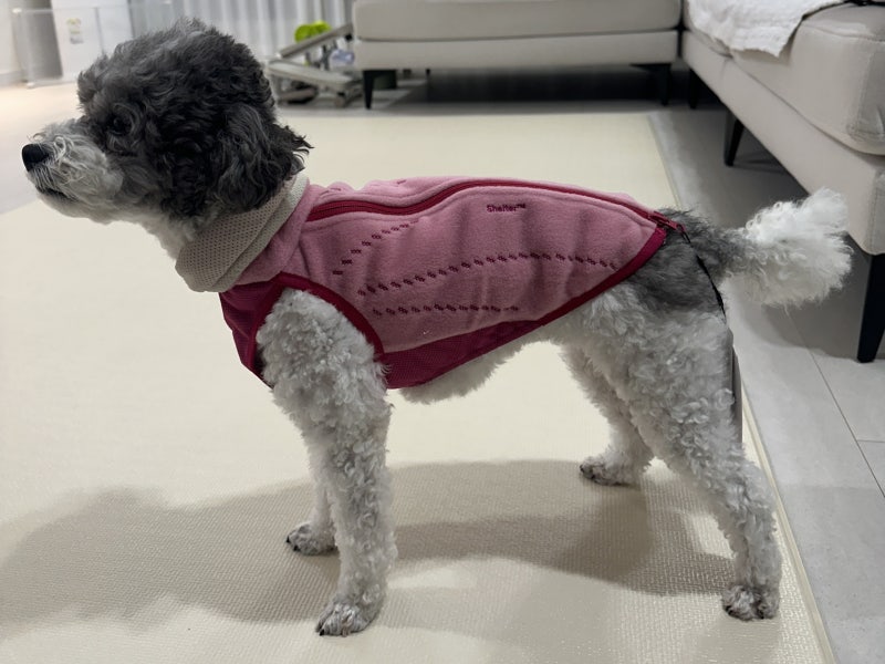 강아지 가을 초겨울 초봄 옷추천 [멀로 merlot] Shelter™ Jacket Berry 사이즈 M