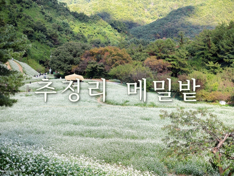 청주 가을 축제! 추정리 메밀밭 주차장부터 꽃구경까지