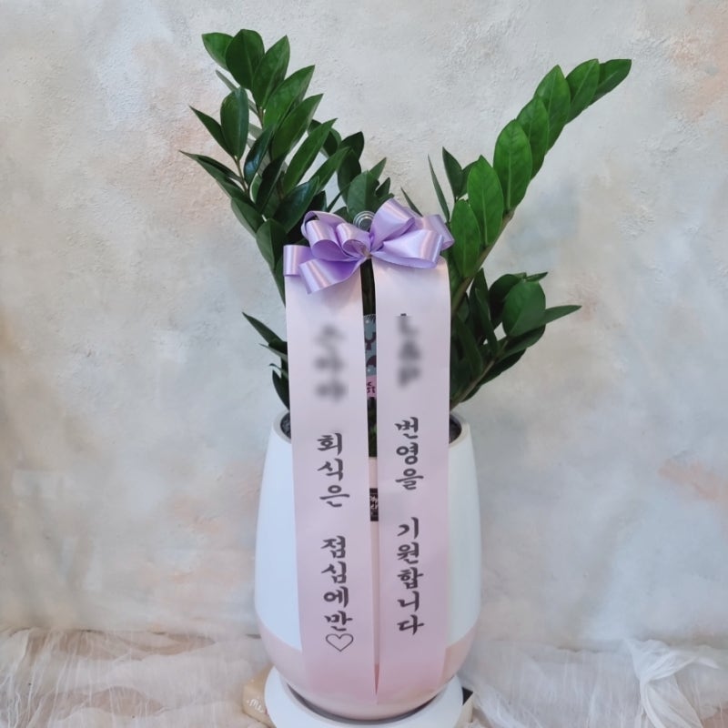 개업선물 추천 식물 best 3 & 개업화분 센스있는 리본문구 추천(대전 개업화분배달)