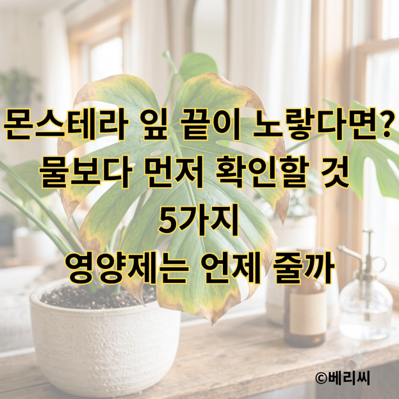 몬스테라 잎 끝이 노랗다면? 물보다 먼저 확인할 것 5가지｜영양제는 언제 줄까