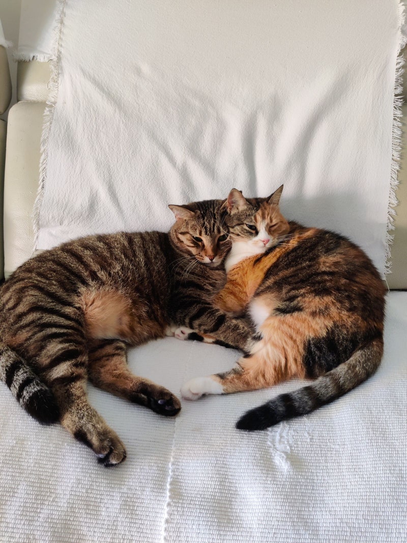 고양이 중성화 비용 총정리 | 암컷·수컷 차이, 지자체 지원부터 저렴하게 하는 법·수술 후 ....