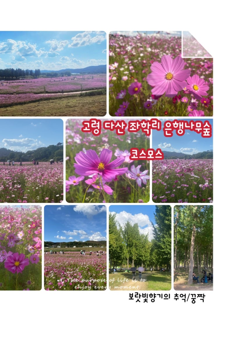 대구 근교 코스모스 볼만한곳/고령다산 좌학리 은행나무숲/좌학리 은행나무숲 코스모스