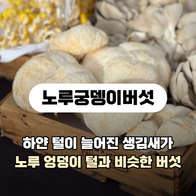 노루궁뎅이버섯이 뇌 건강에 좋다는데 사실일까? 노루궁뎅이버섯 효능 먹는법 요리
