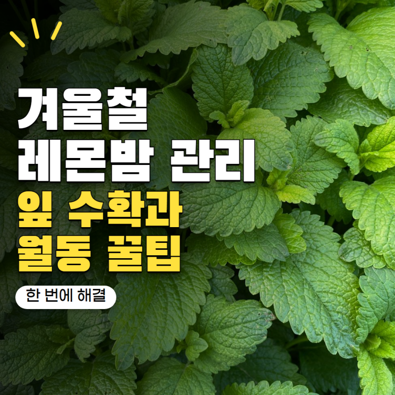 레몬밤 키우기, 10월까지 잎을 딸 수 있다는데 겨울엔 어떻게 될까?