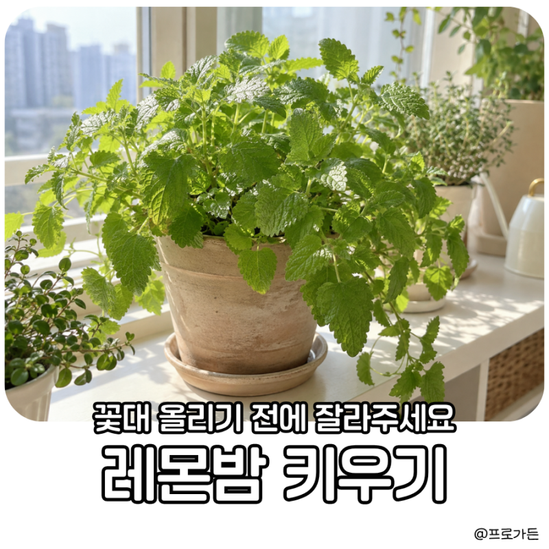 “자를수록 더 풍성해져요” 레몬밤 키우기