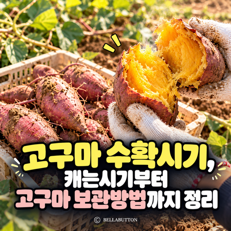 고구마 수확시기, 캐는시기부터 고구마 보관방법까지 정리