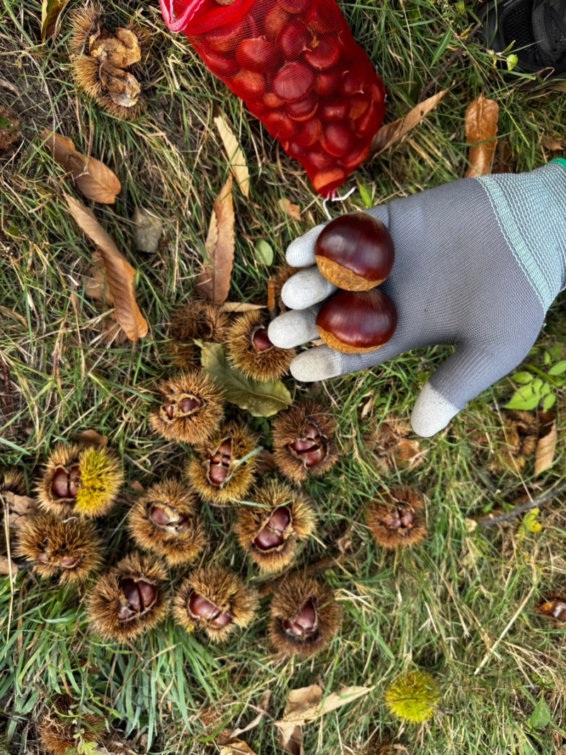 대구 근교 가을 아이와 가볼 만한 곳, 칠곡 밤줍기 체험 후기 (시즌, 필수 준비물, 꿀팁 총정....