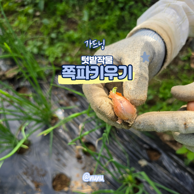 쪽파키우기 방법 텃밭작물 쪽파 심는시기 씨앗 말고 씨 종구 심기