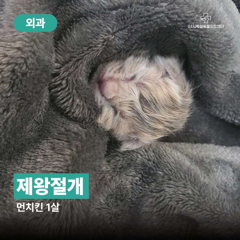 울산 24시 동물병원 고양이 난산 응급 제왕절개 및 출산 후 유선염 극복