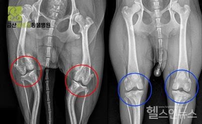 강아지 슬개골 탈구 원인부터 증상, 예방법, 수술 비용까지 총정리