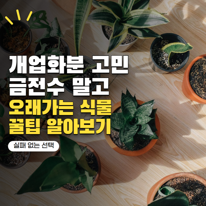 개업화분 금전수만 찾았다면? 오래 키우기 쉬운 식물은 따로 있어요