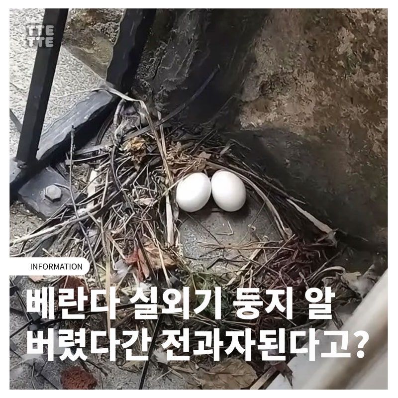 베란다 실외기 둥지, 비둘기 알 부화 버렸다간 전과자된다고?