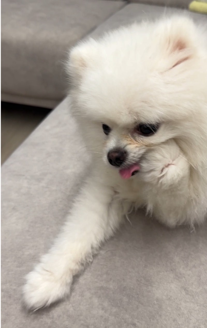 강아지가 발을 핥는 이유, 그냥 습관일까요?