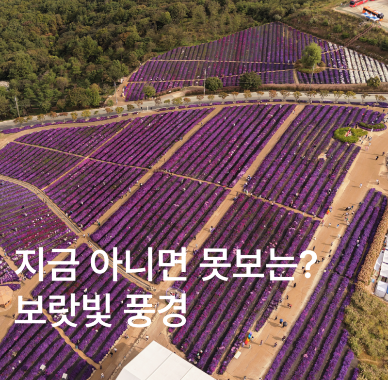 거창 감악산 별바람언덕 아스타국화 꽃별여행 보랏빛 가을 꽃구경 입장료 셔틀버스정보