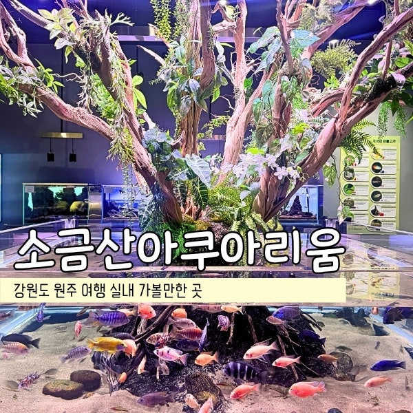 강원도 원주 여행 소금산 아쿠아리움 실내 가볼만한 곳