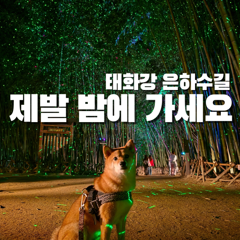 "제발 밤에 가세요" 울산 태화강 국가정원 십리대숲 은하수길 대나무숲 야경 애견동반