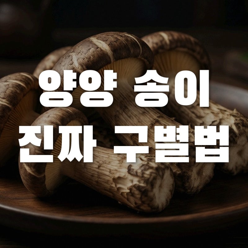 양양송이 가격 폭등, 2026년 달라지는 정품 구별법 놓치면 손해입니다