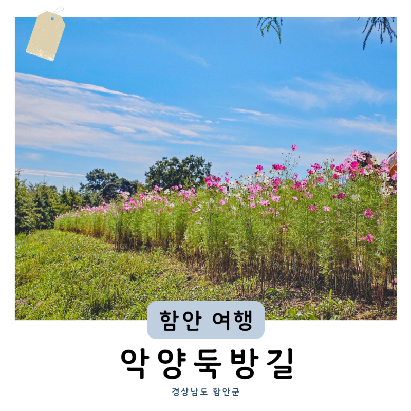 함안 가볼만한곳 악양둑방길 만개가 지나도 걷기 좋았던 코스모스길 창원 인근 드라이브 추....