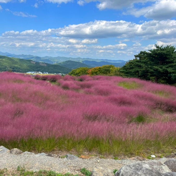 경북 칠곡 가산수피아 볼거리 총정리 | 핑크뮬리 알파카 공룡랜드 전시회 카페 식당까지