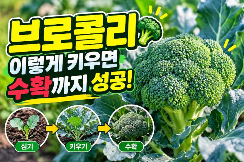 브로콜리 재배방법부터 수확시기까지! 건강하게 키워 맛있게 먹는 법