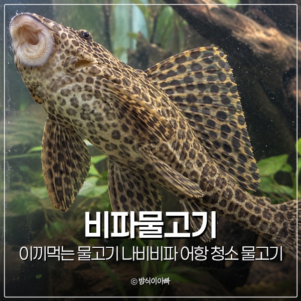 이끼먹는 물고기 나비비파 어항 청소 물고기 비파물고기