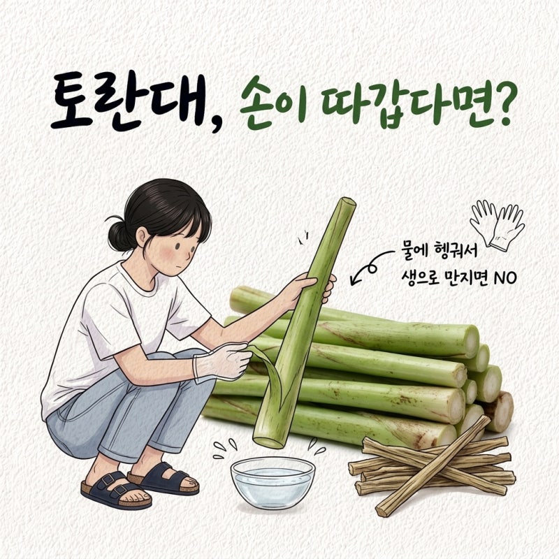 "맨손으로 벗겼다가 손이 따가웠어요" 토란대 손질법 독성 주의 알레르기 말리기 말린 토란....