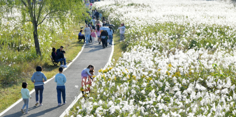 광주서창억새축제 10월 15일, 노을마라톤·사전신청 총정리