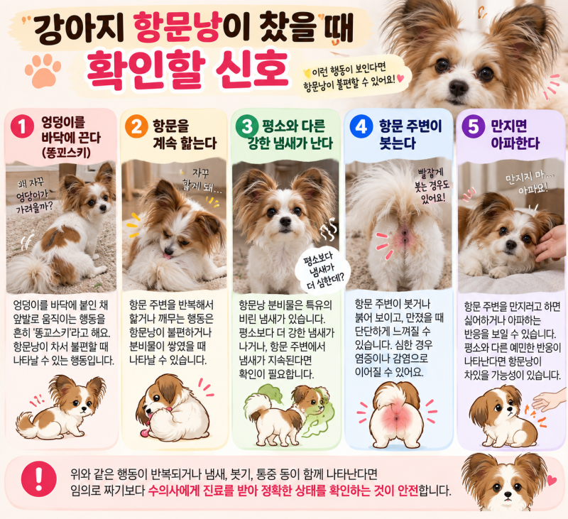 강아지 항문낭 꼭 짜야 할까?｜실외배변 쵹이는 따로 안 짜주는 이유