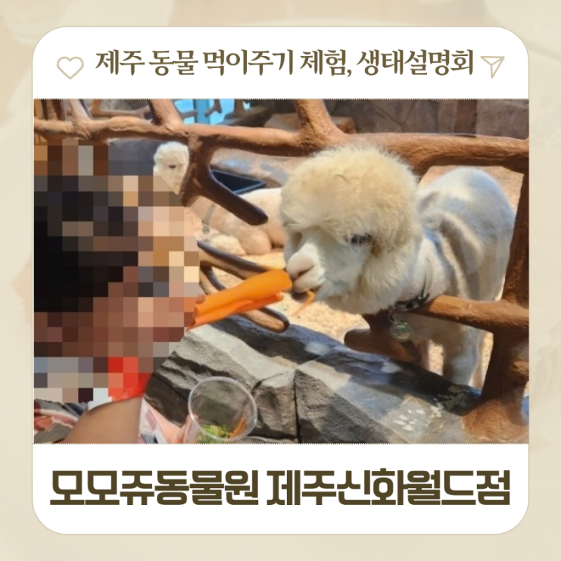 카피바라 모모쥬동물원 제주신화월드점 위치 할인 주차 실내야외 먹이주기체험 후기