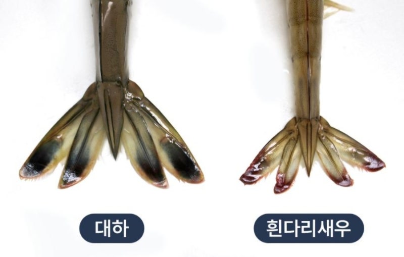 태안 가을여행지 가볼만한곳｜백사장항·남당항 대하축제 바베큐 장보기 태안로컬푸드직매....