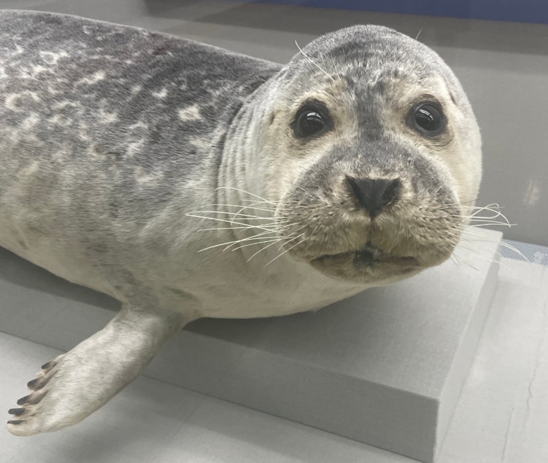 EP.11 Busan National Maritime Natural History Museum: An Indoor Outing for Kids
