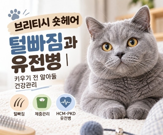 브리티쉬 숏헤어 털빠짐과 유전병｜분양 전 알아둘 건강관리