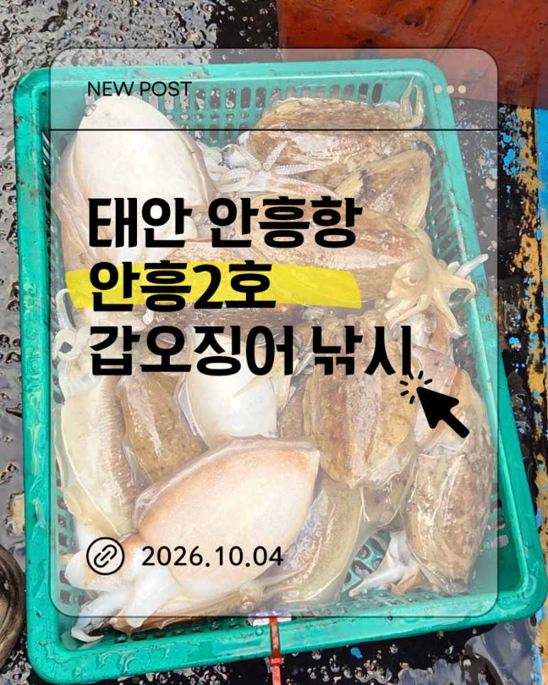 [태안 안흥항_안흥2호] 10월 4일 갑오징어 낚시 조황 (먹물안쏘게 잡는 방법&먹물 지우는 방법)