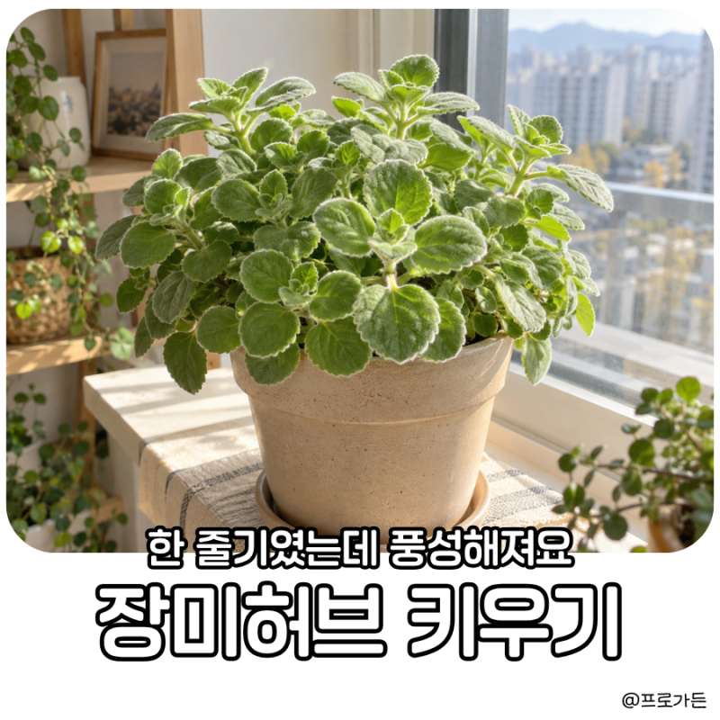 장미허브 키우기, 물주기 가지치기 삽목 번식 방법