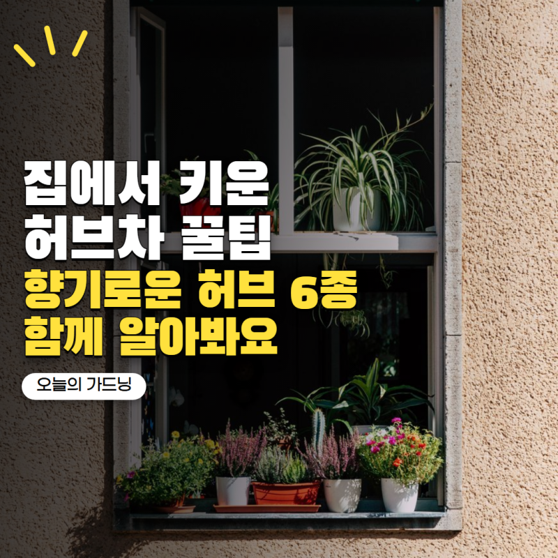 허브차 직접 키워 마실 수 있을까? 향 좋은 허브 종류 6가지
