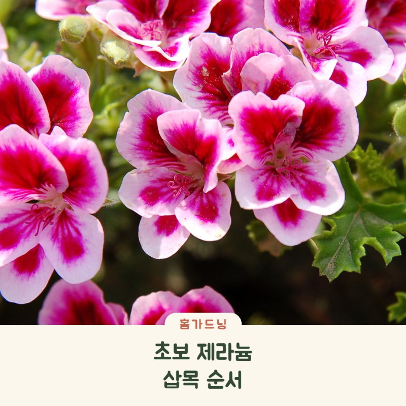 제라늄 어디를 잘라야 할까? 초보자를 위한 삽목 순서