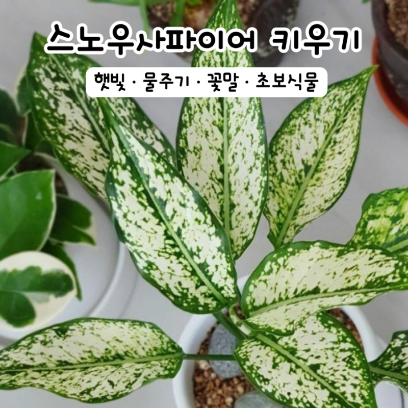 스노우사파이어 키우기 물주기 햇빛 꽃말 초보식물 추천