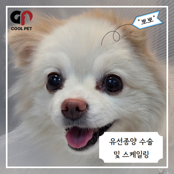 암컷 강아지 중성화 안 하면 생길 수 있는 질병 | 유선종양 수술 및 스케일링 시술 후기 [쿨펫....