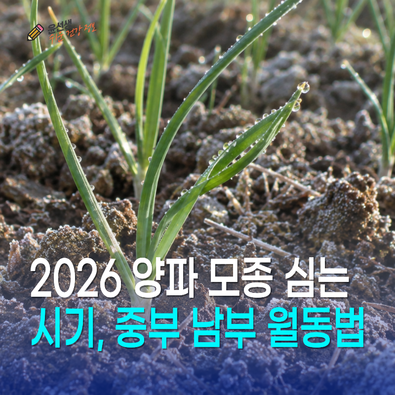 2026 양파 모종 심는시기, 중부 남부 월동법