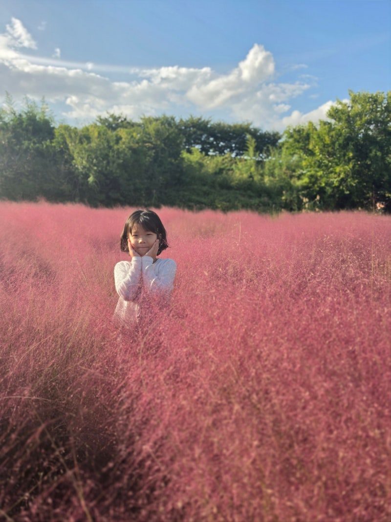 부산 핑크뮬리 명소 대저생태공원, 아이와 가을 나들이