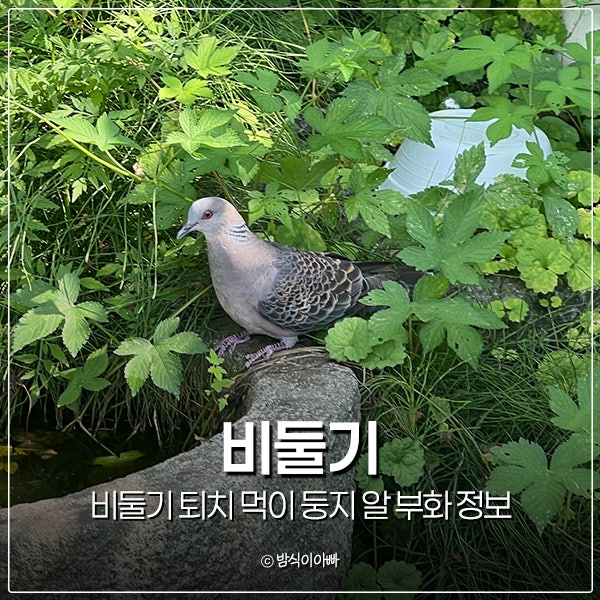 베란다에 오면 난감 비둘기 퇴치 먹이 둥지 알 부화 정보