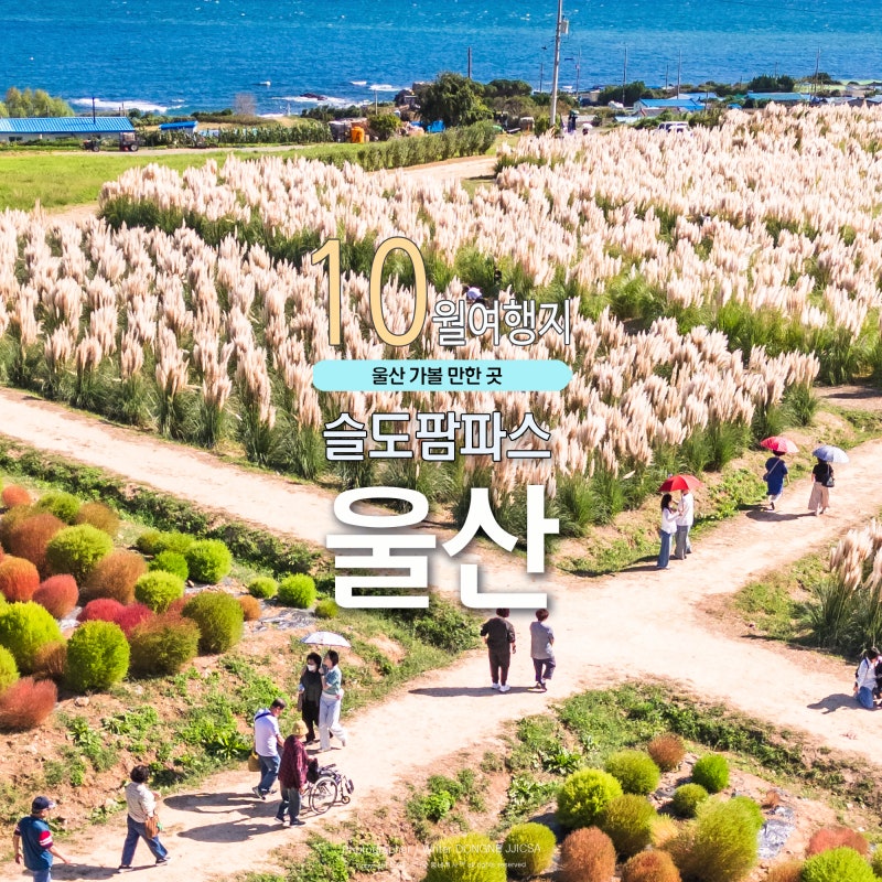 한글날 연휴 가을 여행 추천 울산 슬도 댑싸리 팜파스 절정