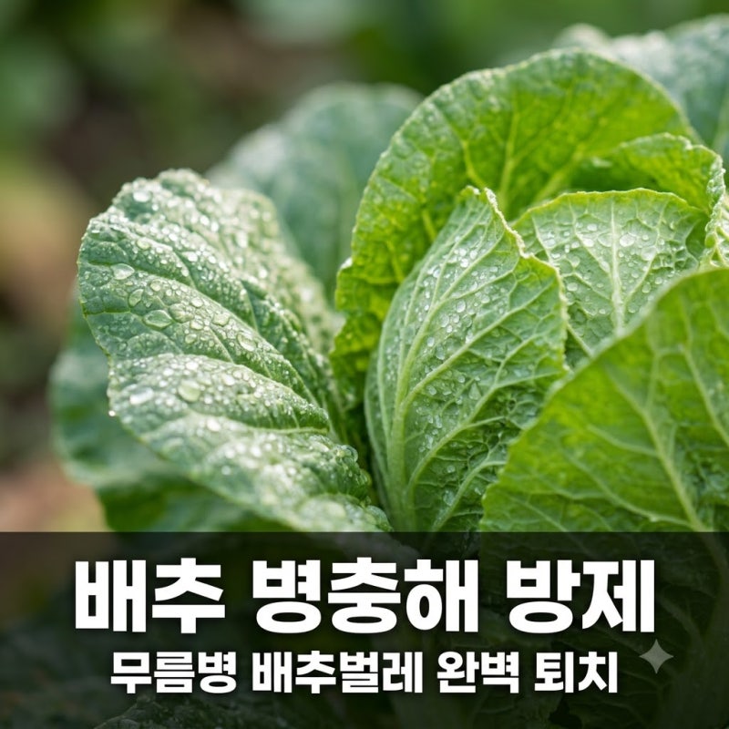김장배추 무름병 배추벌레 병충해 방제 방법과 퇴치법
