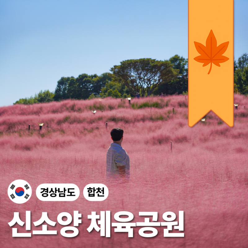 "기대없이 갔는데 제일 이뻣어요..!" 경남 합천 핑크뮬리 신소양체육공원