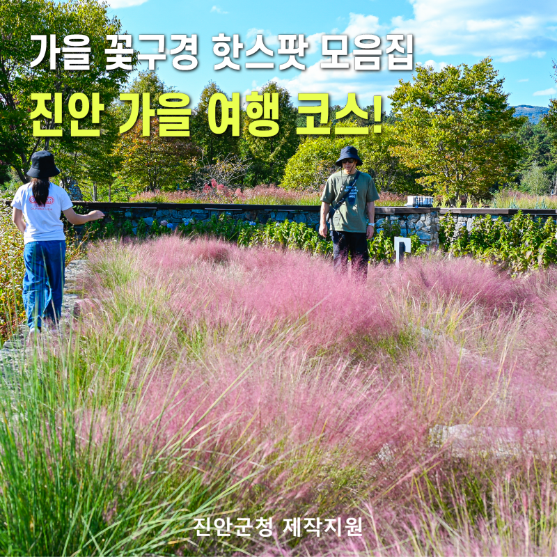 전북가볼만한곳 진안 꽃구경 코스 핑크뮬리명소 가을여행지 추천