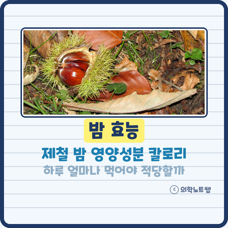 밤 효능 제철 간식, 하루 얼마나 먹어야 적당할까 (부작용, 칼로리)