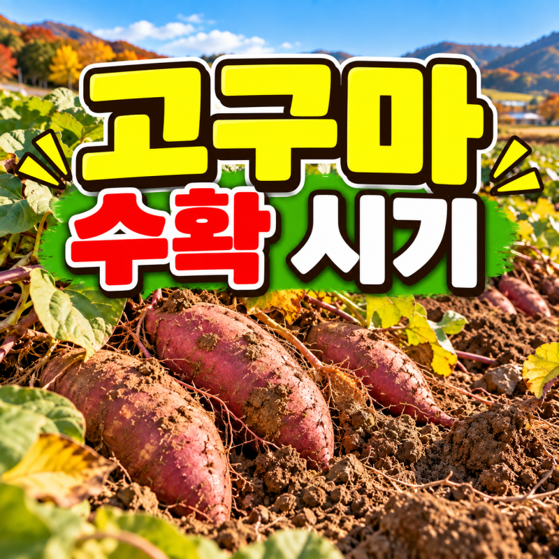고구마 수확 시기｜캐는 때와 오래 보관하는 방법