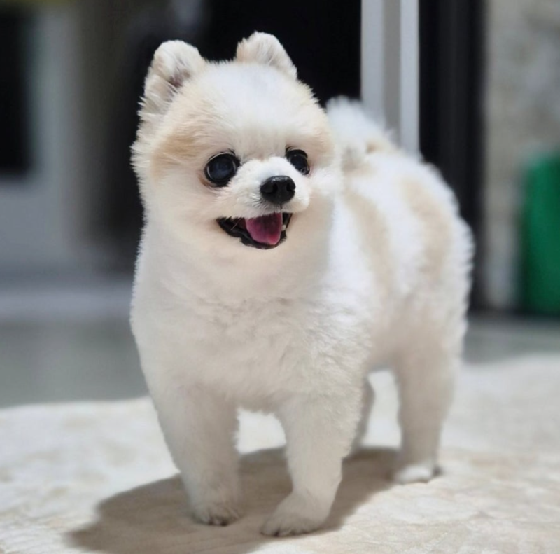 강아지 췌장염 증상과 검사, 구토하고 밥을 안 먹는다면