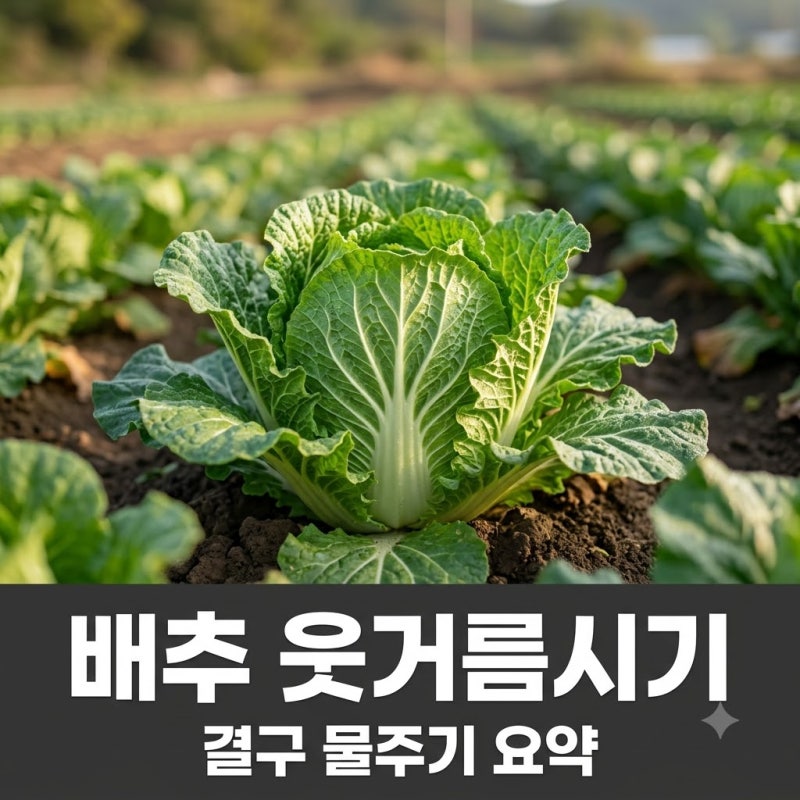 김장배추 웃거름 주는시기 결구시기 물주기 가이드